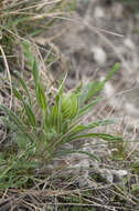 Слика од Onosma visianii G. C. Clementi