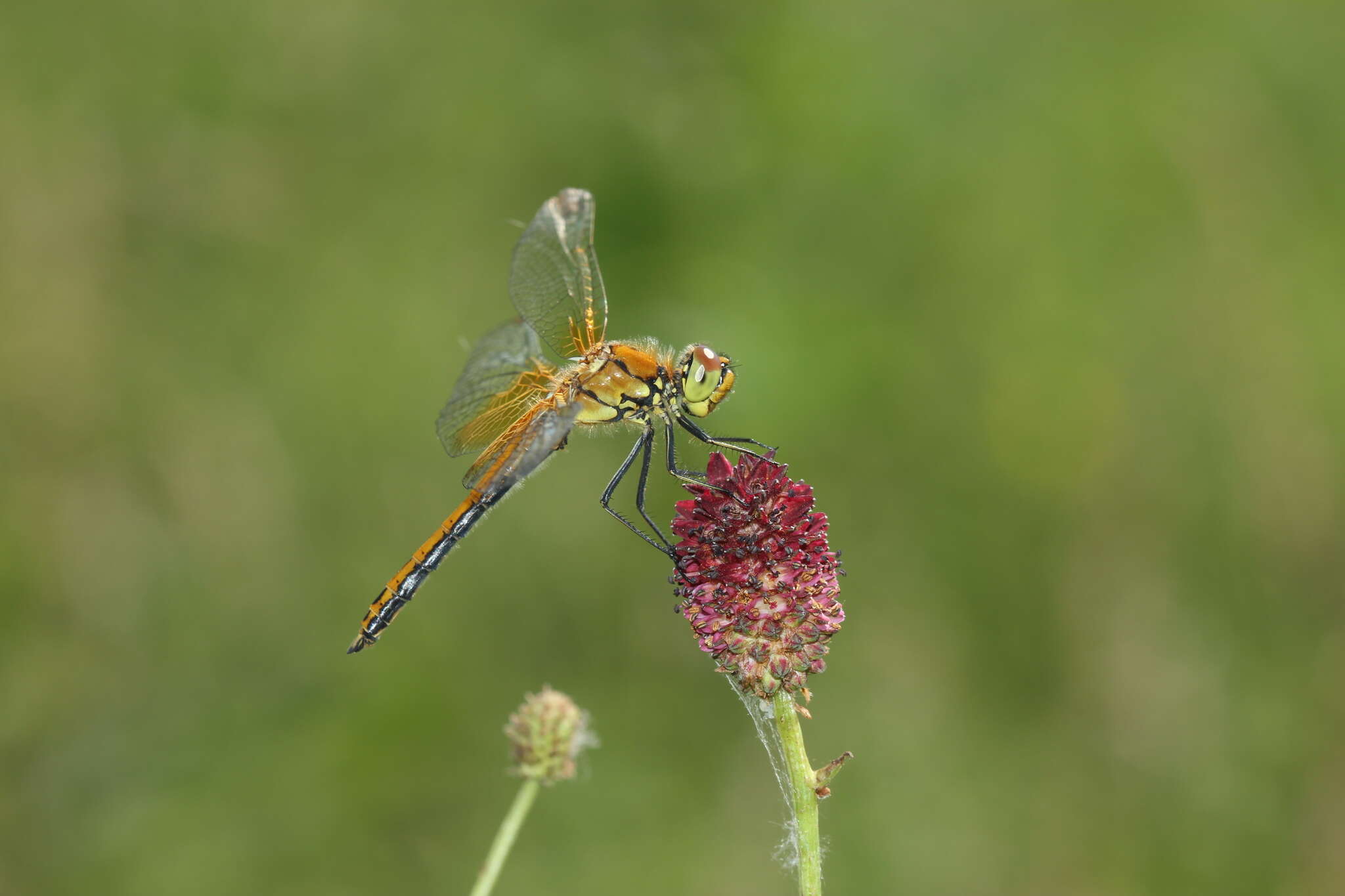 Image of Yellow-winged Darter