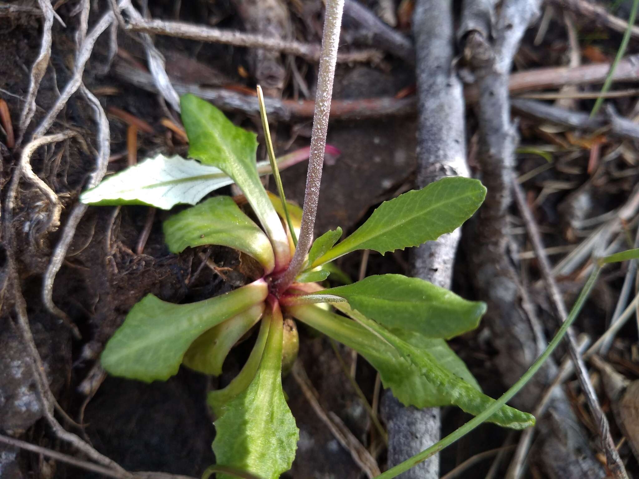 Image of Primula laurentiana Fern.