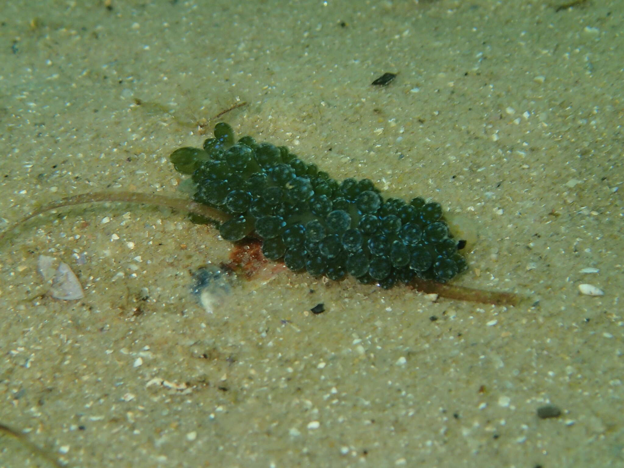 Image of Sacoproteus yhiae Krug, Wong, M. R. Medina, Gosliner & Valdés 2018