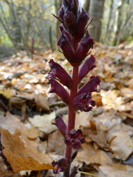 Imagem de Orobanche laxissima Uhlich & Rätzel