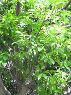 Image of Ficus nervosa Heyne ex Roth