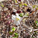 صورة Melastomastrum porteresii (Jacq.-Fél.) Ver.-Lib. & G. Kadereit