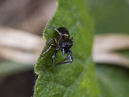 Image of Heliophanus auratus C. L. Koch 1835