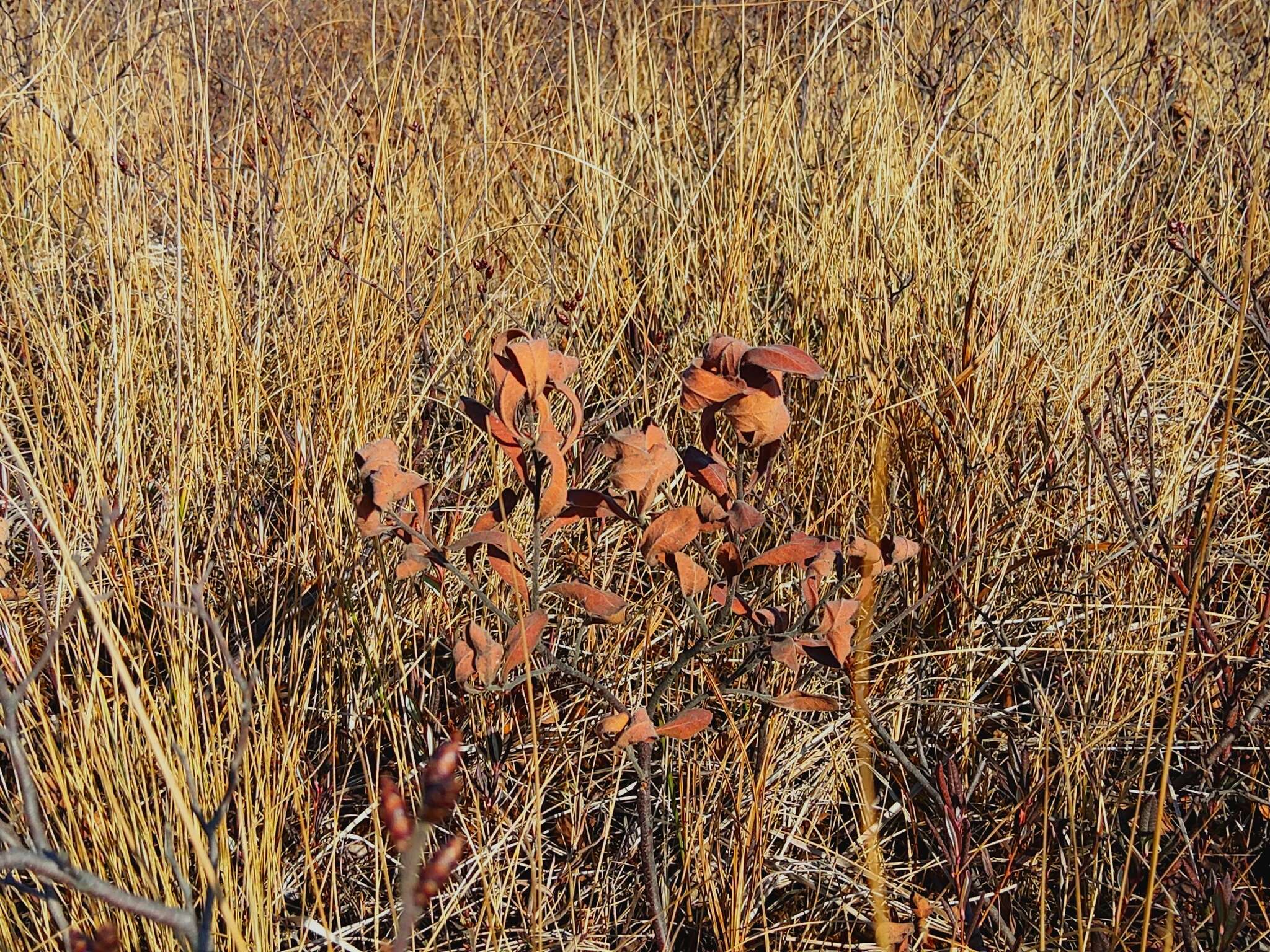 Image of Myrica gale subsp. tomentosa (C. DC.) E. Murray