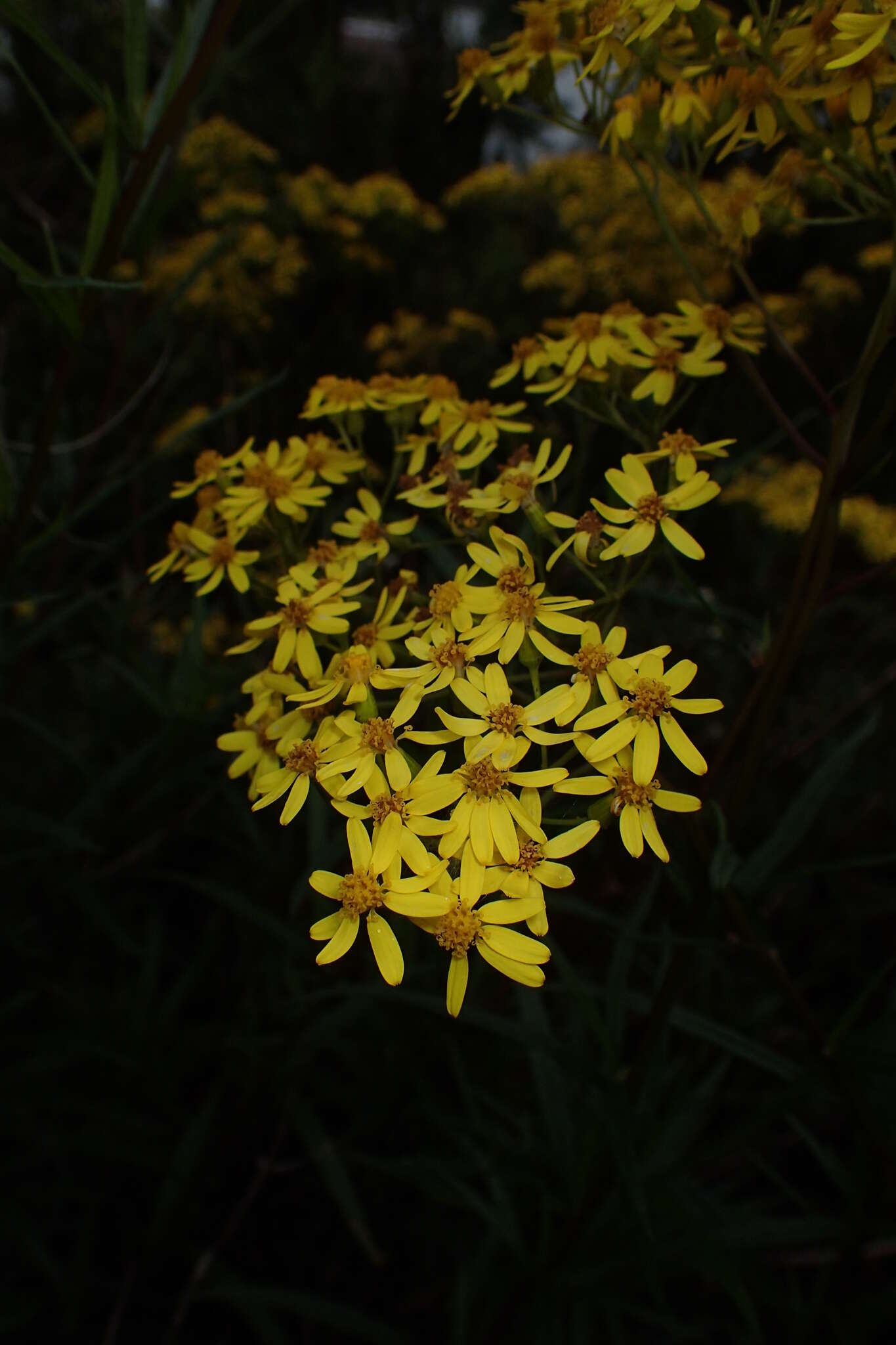 Image of <i>Senecio <i>linearifolius</i></i> var. linearifolius