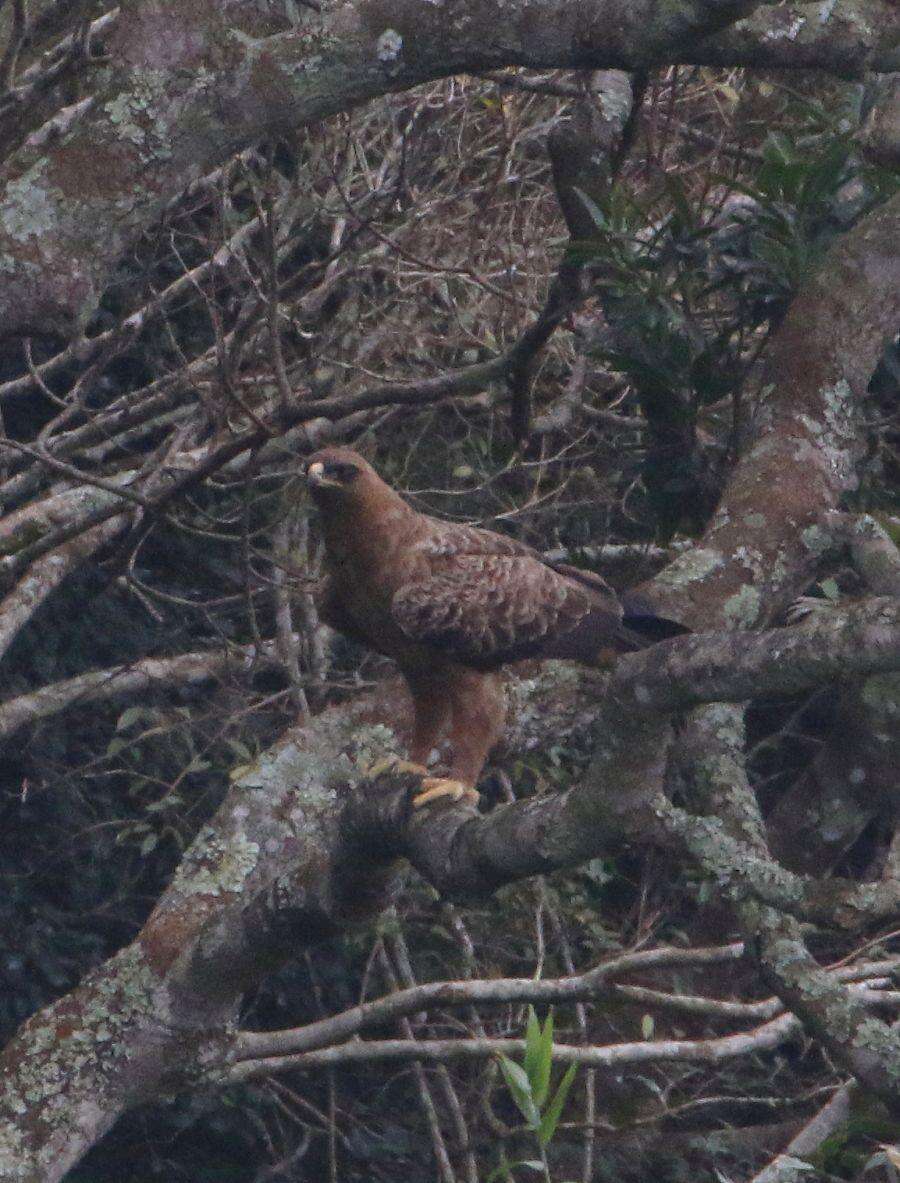 Image of Wahlberg's Eagle