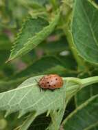 Image of Argus Tortoise Beetle