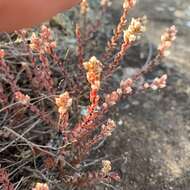 Image of Villadia albiflora (Hemsl.) Rose