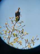 Image of Black Ibis