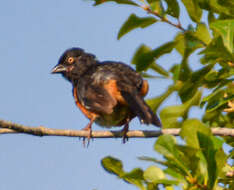 Image of Pipilo erythrophthalmus alleni Coues 1871