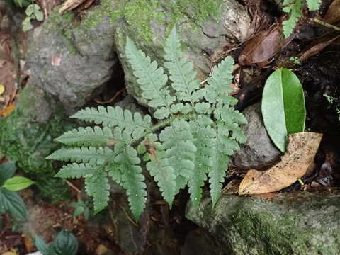 Image of Tomato Fern