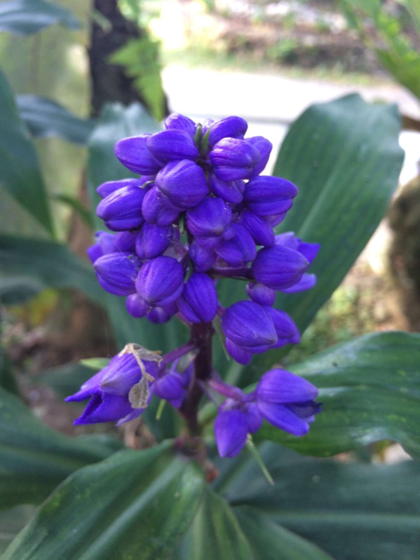 Image of Blue ginger