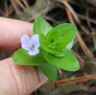 Image of blue waterhyssop