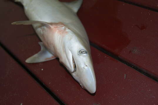 Image of Australian Sharpnose Shark