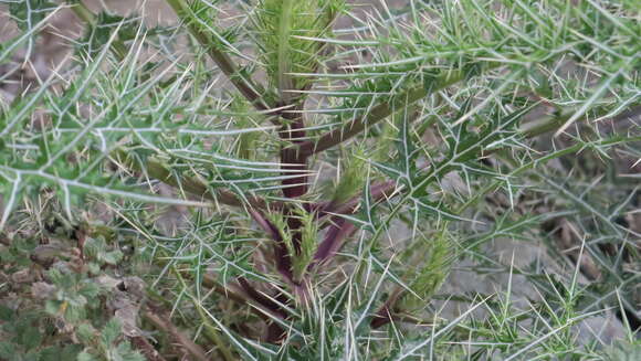 Image of Echinops erinaceus Kit Tan