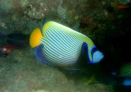 Image of Angelfish