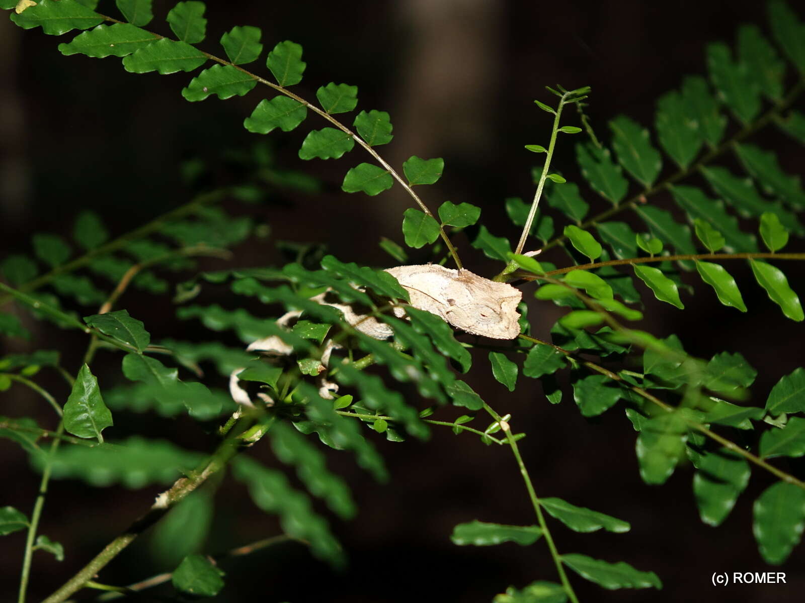 Brookesia brygooi Raxworthy & Nussbaum 1995的圖片