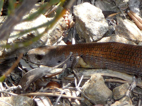 Image of She-oak Skink