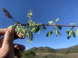 Image of California ash