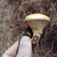 صورة Suillus cothurnatus Singer 1945