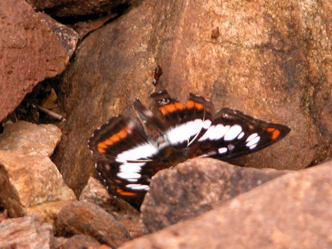 Image of Athyma inara