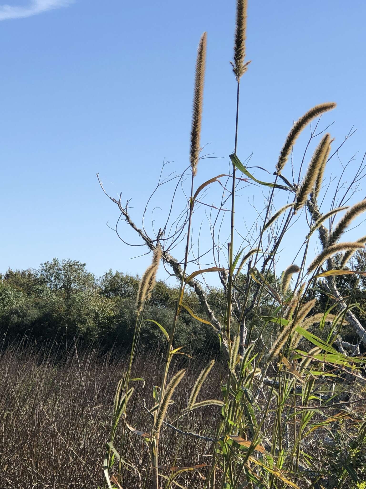 Image of Giant Bristle Grass