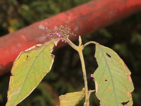 Image de Callicarpa formosana var. formosana