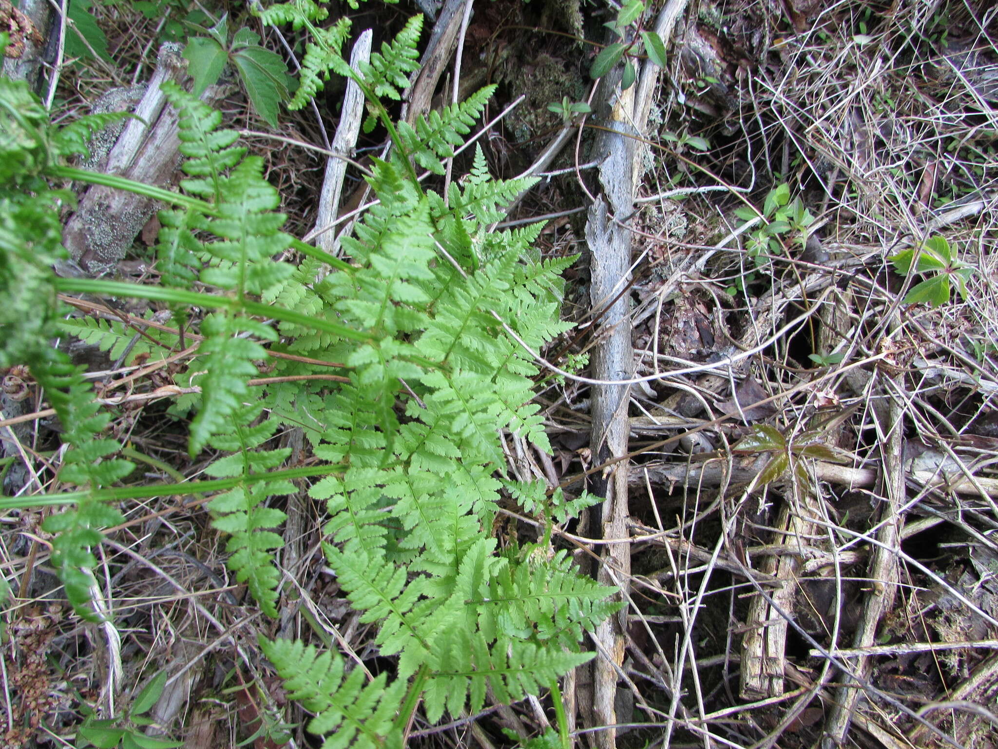 Sivun Dryopteris boottii (Tuckerm.) Underw. kuva