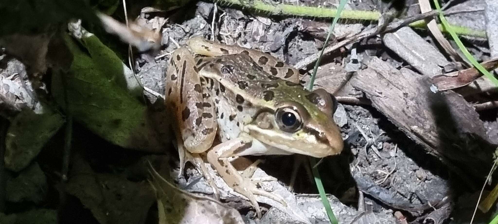 Image of Forrer's Grass Frog