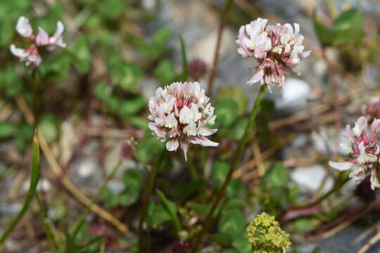 Imagem de Trifolium pallescens Schreb.