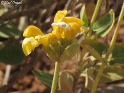 Image of Phlomis chrysophylla Boiss.