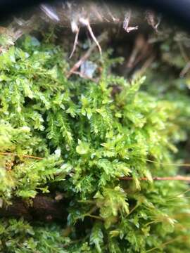 Image of tetraphis moss