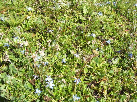 Image de Lobelia galpinii Schltr.