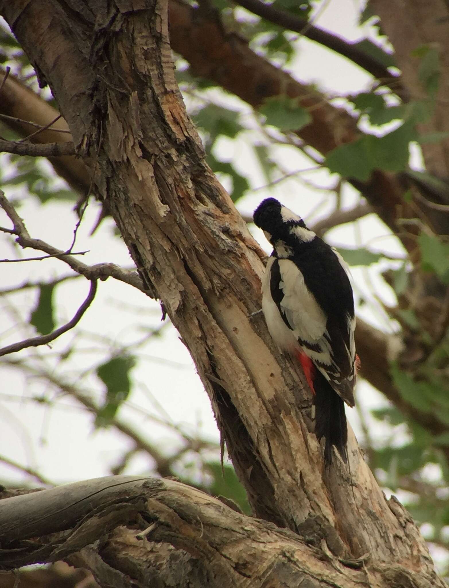 Image of White-winged Woodpecker