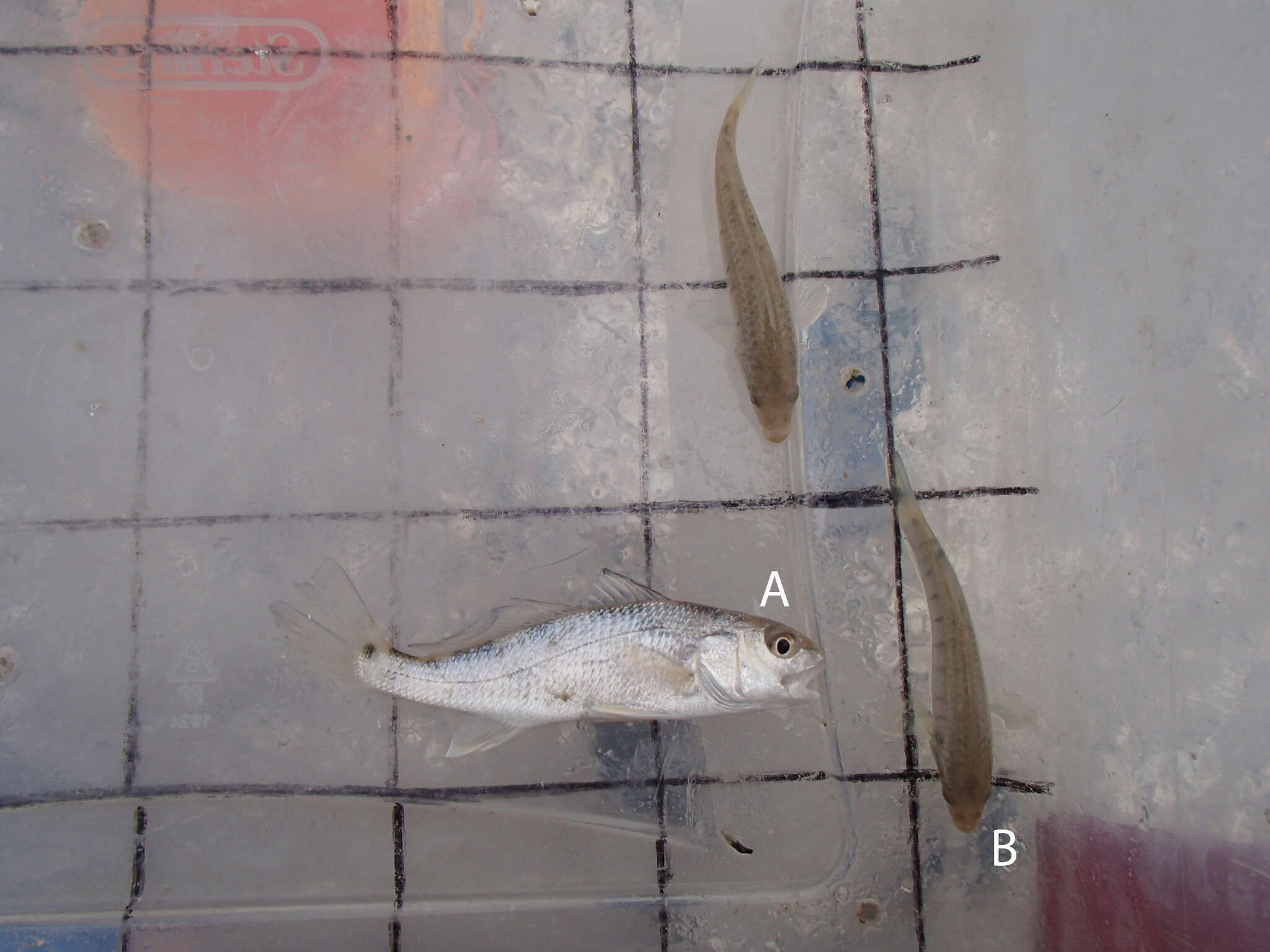 Image de Fundulus similis (Baird & Girard 1853)