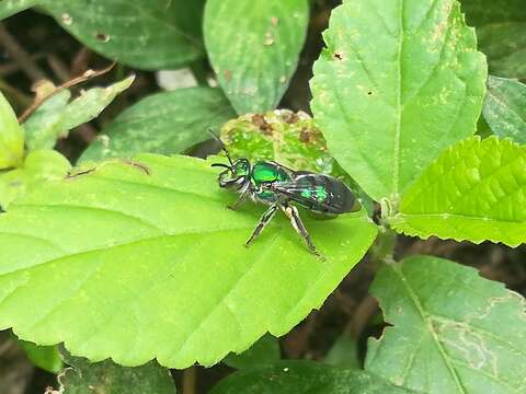 Image of Pseudaugochlora graminea (Fabricius 1804)