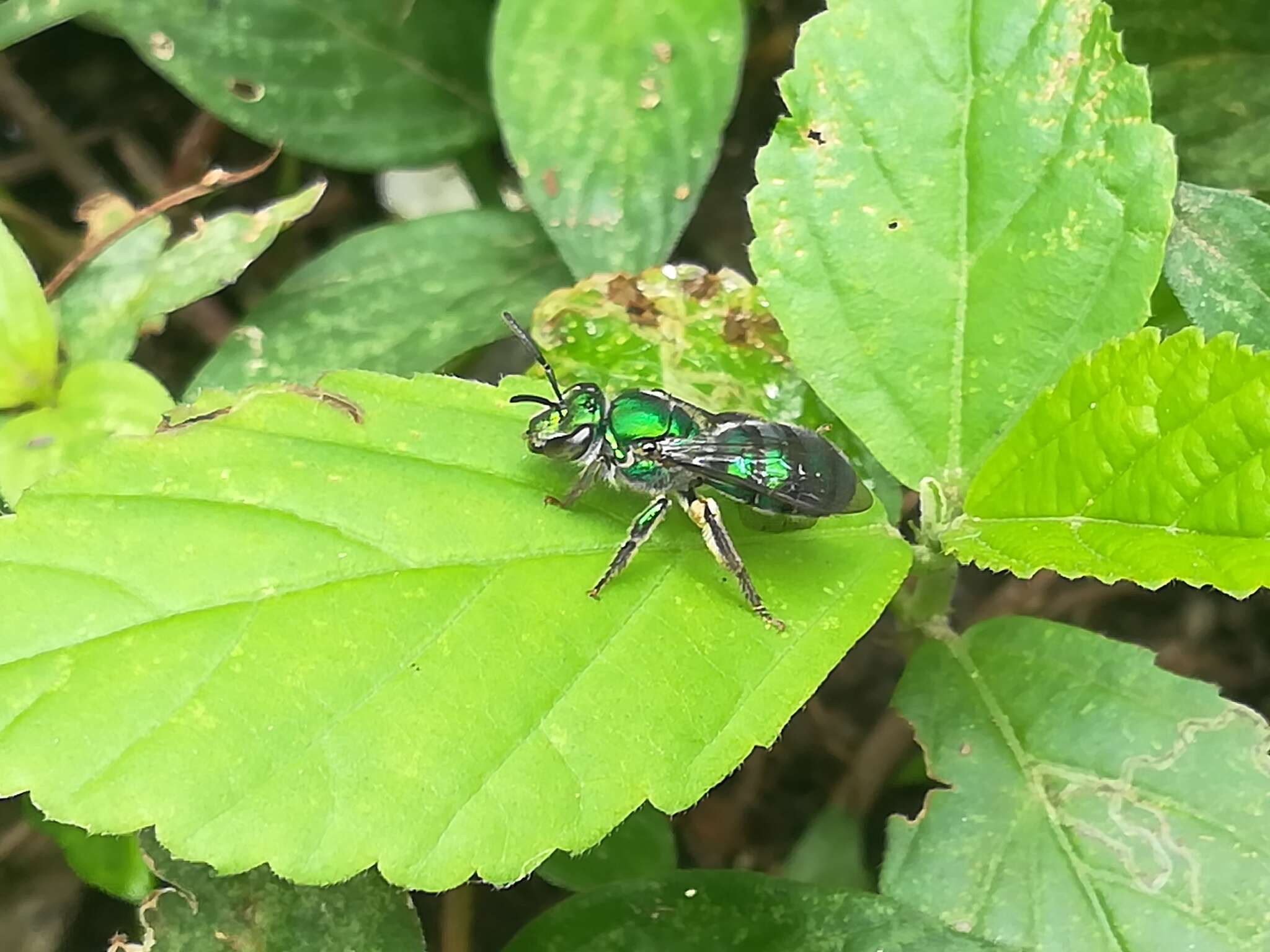 صورة Pseudaugochlora graminea (Fabricius 1804)