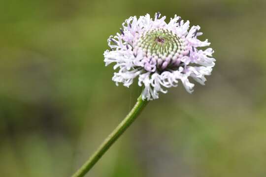 Image of grassleaf Barbara's buttons