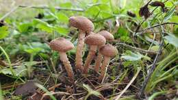 Image of Pholiota terrestris Overh. 1924