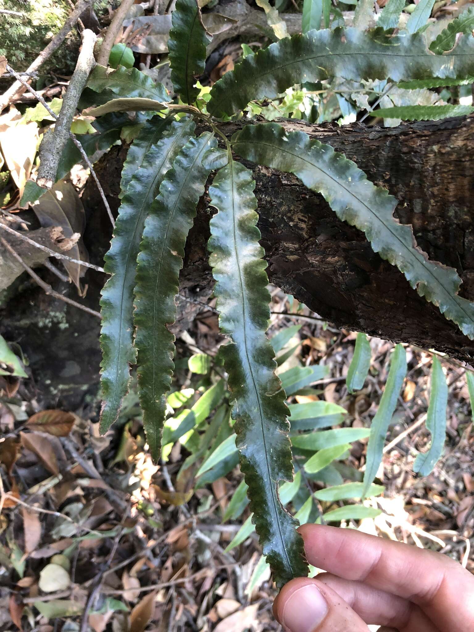 Image of Dryopteris podophylla (Hook.) O. Kuntze