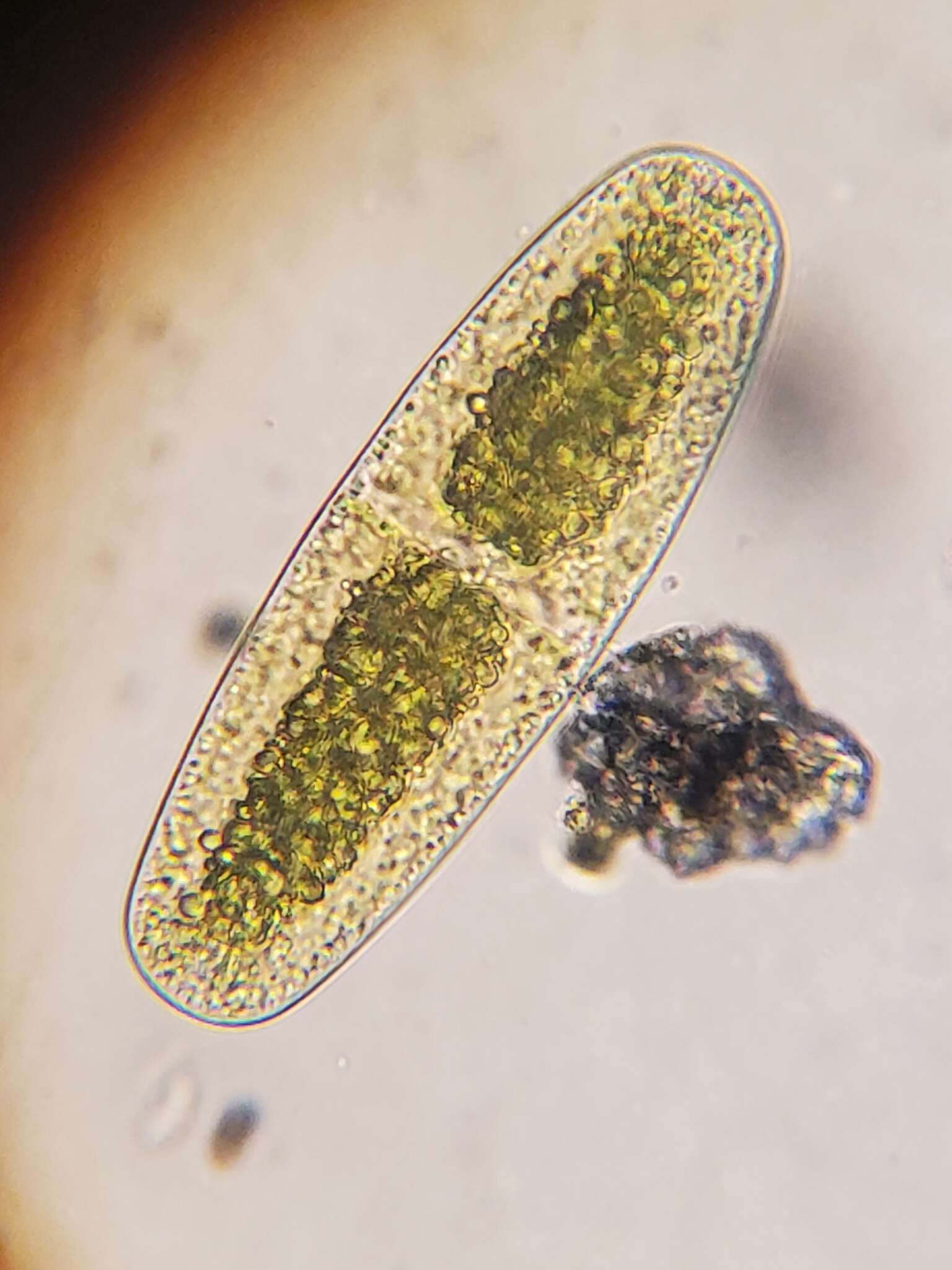 Image of Netrium digitus var. latum