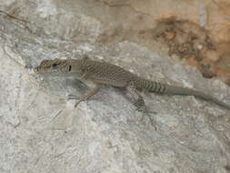 Image of Sharp-snouted Rock Lizard