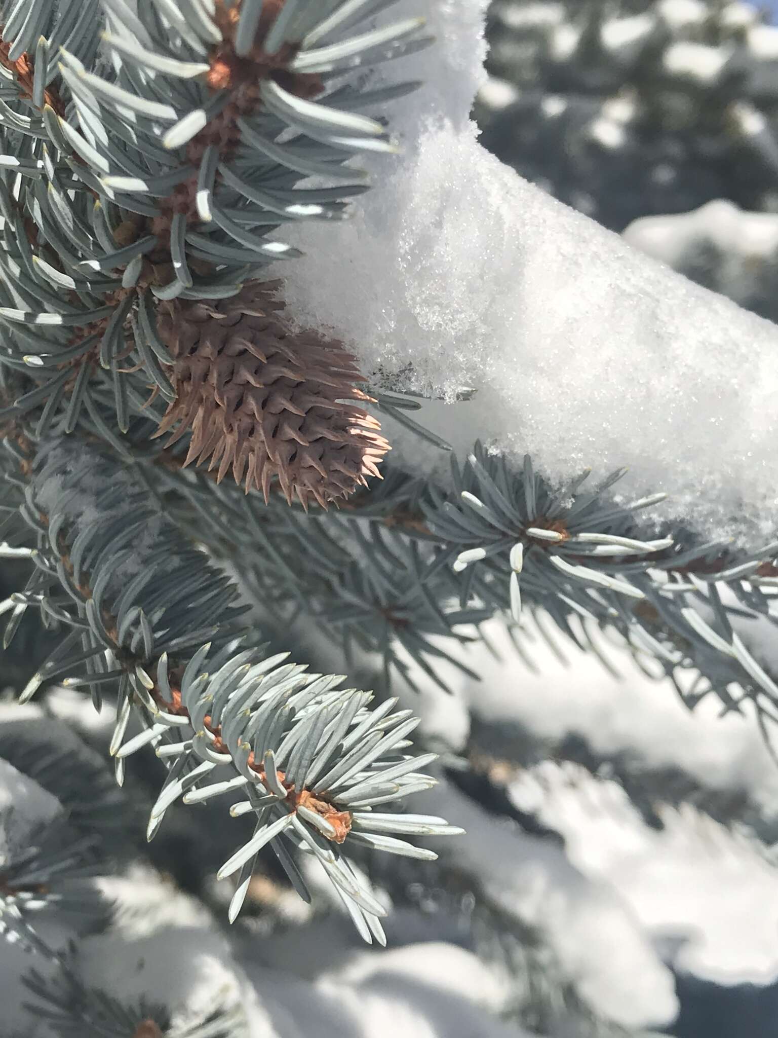 Image of Cooley Spruce Gall Adelgid