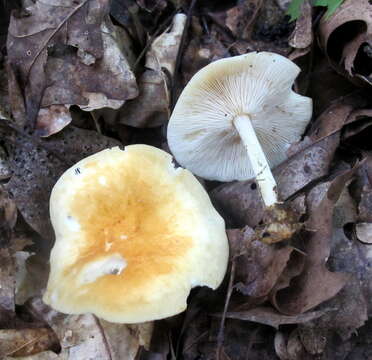 Imagem de Marasmius strictipes (Peck) Singer 1943