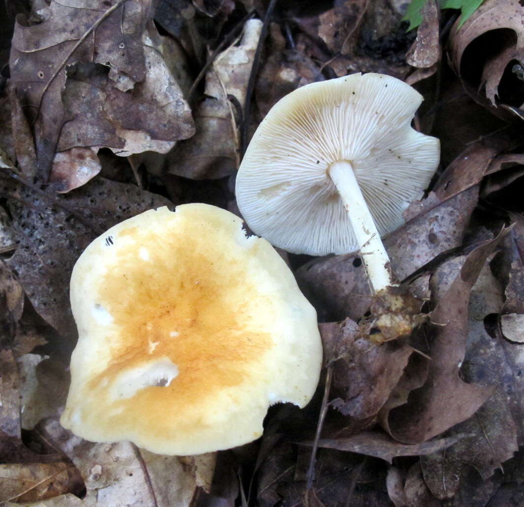 Image of Marasmius strictipes (Peck) Singer 1943