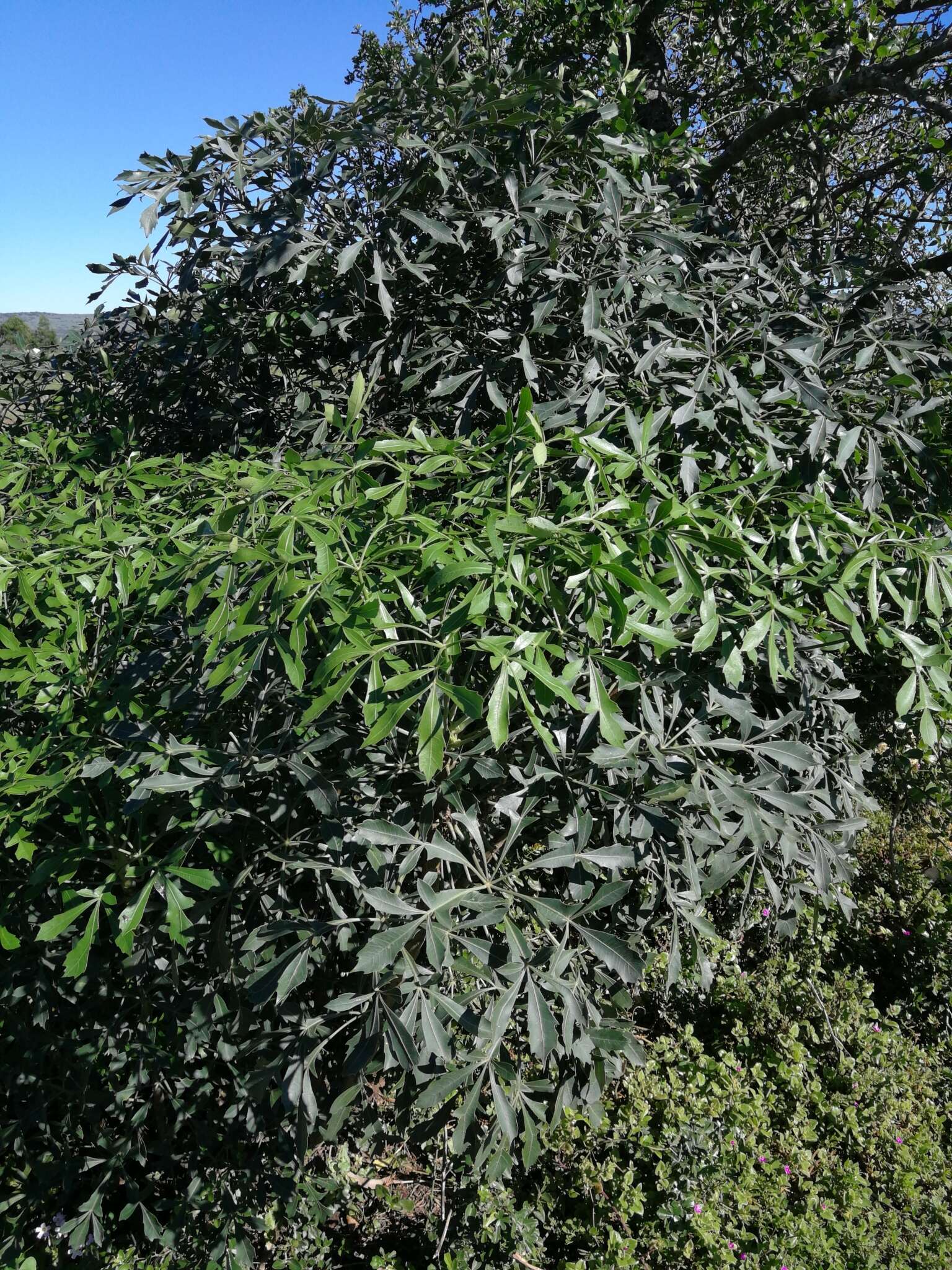 Image of Common Cabbage Tree