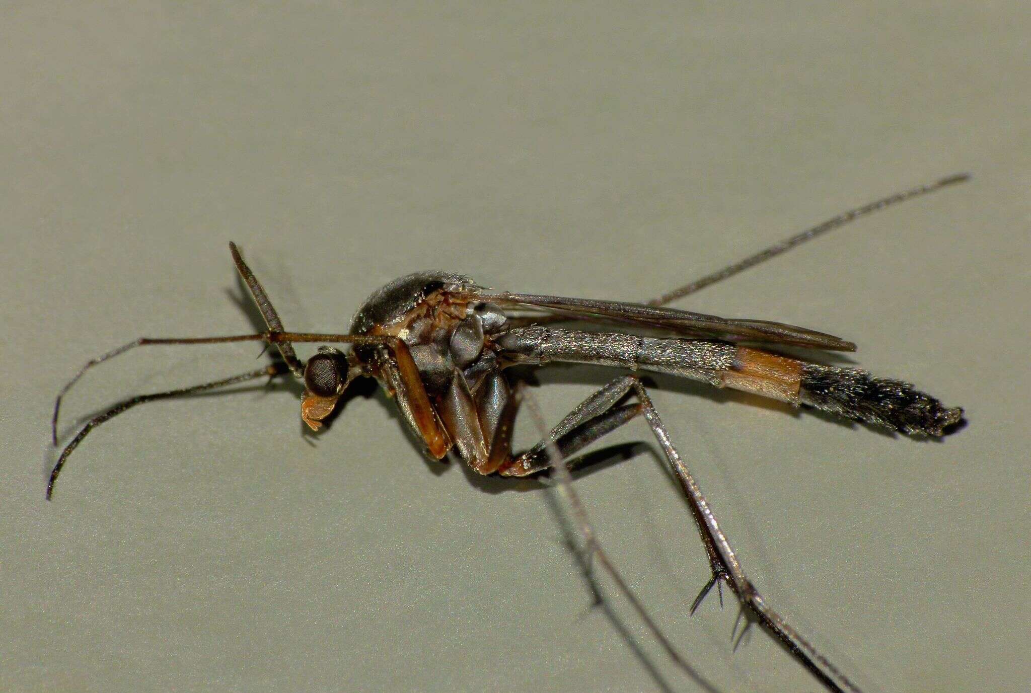 Image of Isoneuromyia harrisi (Tonnoir 1927)