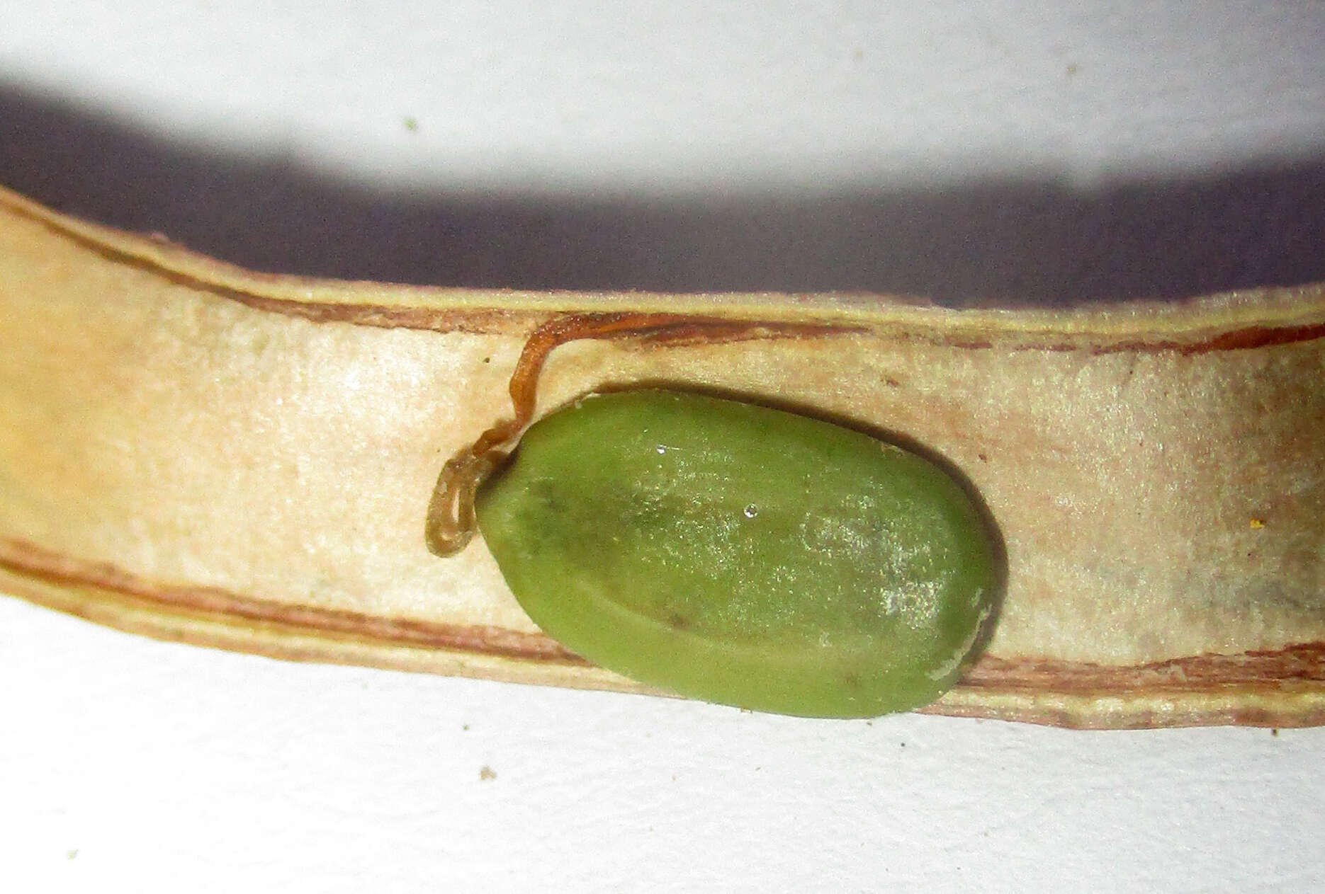 Слика од Vachellia arenaria (Schinz) Kyal. & Boatwr.