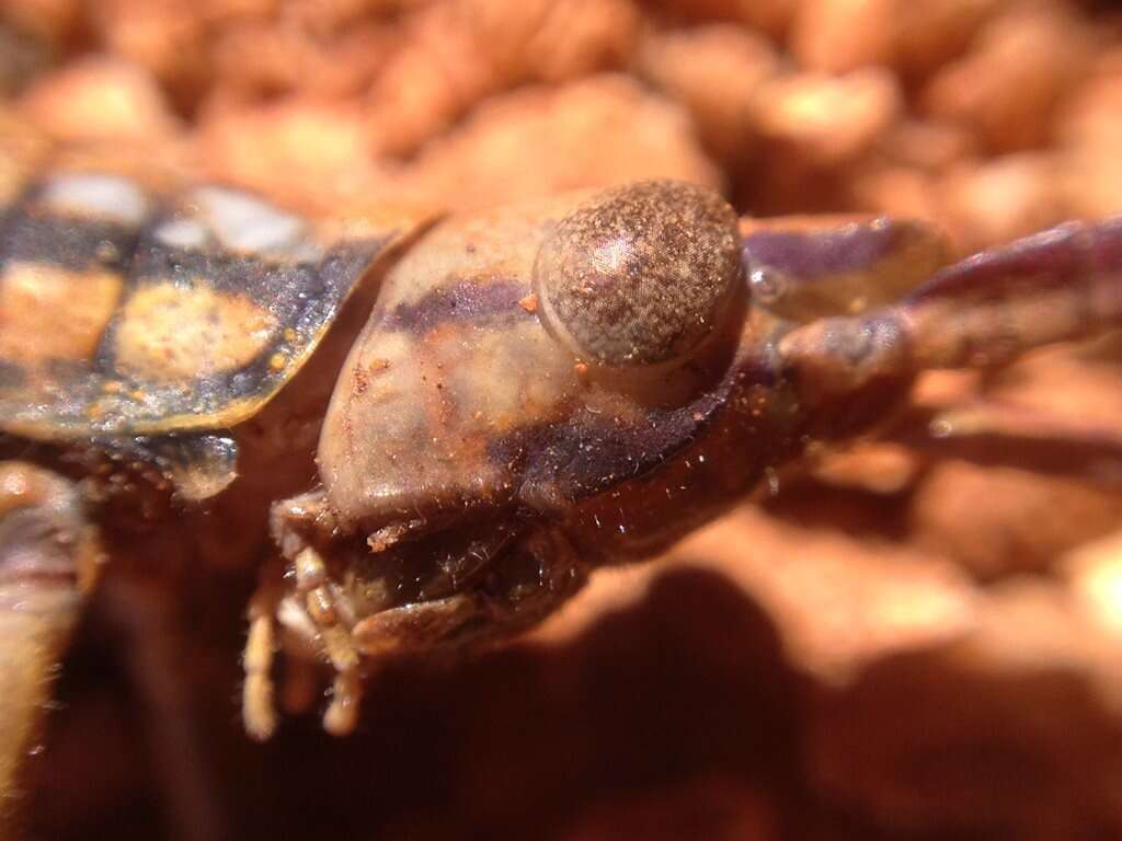 Macrolobalia ocellata (Tepper 1896)的圖片